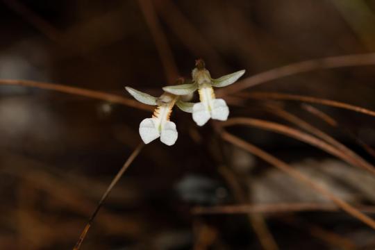 New species of orchid found in Tibet