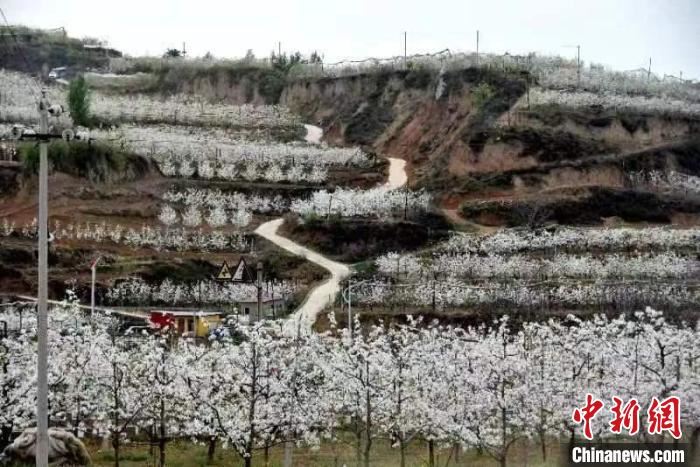 山西寿阳常村，位于西太行山腹地。漫山梨花。资料图 寿阳县融媒体中心供图